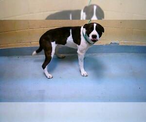 Mutt Dogs for adoption in Tulsa, OK, USA