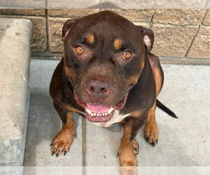 Mutt Dogs for adoption in Tulsa, OK, USA