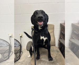 Labrador Retriever-Unknown Mix Dogs for adoption in Maryville, TN, USA