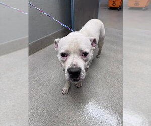 Mutt Dogs for adoption in Las Vegas, NV, USA