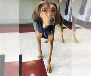 Bloodhound Dogs for adoption in Plano, TX, USA