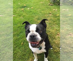 Boston Terrier Dogs for adoption in Greenville, SC, USA