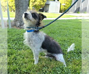 Chihuahua-Parson Russell Terrier Mix Dogs for adoption in Long Beach, CA, USA