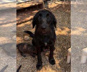 Golden Retriever Dogs for adoption in Bolivar, MO, USA