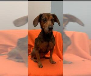 Doxle Dogs for adoption in Weston, FL, USA