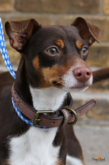 American Rat Pinscher Dogs for adoption in Princeton, MN, USA