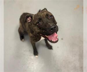 American Pit Bull Terrier-Unknown Mix Dogs for adoption in Peoria, IL, USA