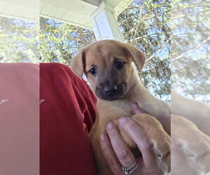 Chihuahua-Unknown Mix Dogs for adoption in Aurora, IN, USA