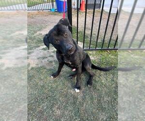 American Pit Bull Terrier-Unknown Mix Dogs for adoption in Riverside, CA, USA