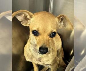 Chihuahua Dogs for adoption in Bakersfield, CA, USA