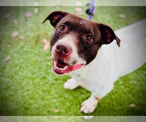 Mutt Dogs for adoption in Orlando, FL, USA