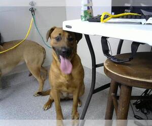 Labrador Retriever-Unknown Mix Dogs for adoption in Pasadena, TX, USA