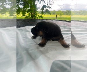 Doberman Pinscher-German Shepherd Dog Mix Dogs for adoption in HOPKINSVILLE/PRINCETON, KY, NH, USA