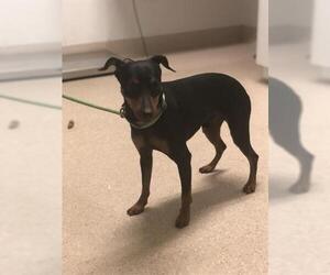 Miniature Pinscher Dogs for adoption in Bakersfield, CA, USA