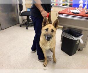 German Shepherd Dog Dogs for adoption in Riverside, CA, USA