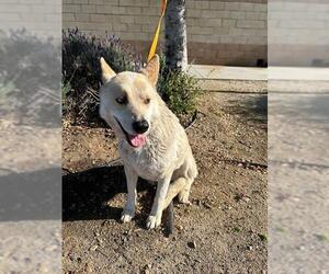 Siberian Husky-Unknown Mix Dogs for adoption in Riverside, CA, USA