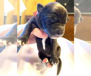 German Shepherd Dog-Unknown Mix Dogs for adoption in Imlay City, MI, USA