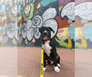 American Pit Bull Terrier-Unknown Mix Dogs for adoption in Derwood, MD, USA