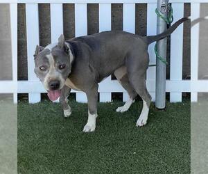 American Pit Bull Terrier-Unknown Mix Dogs for adoption in Modesto, CA, USA