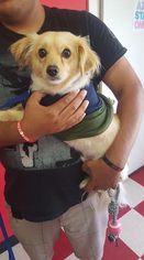 Dameranian Dogs for adoption in Phoenix , AZ, USA