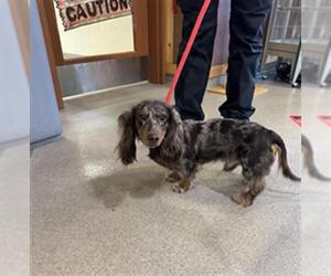Dachshund Dogs for adoption in Upland, CA, USA