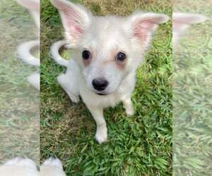 American Eskimo Dog-Pug Mix Dogs for adoption in New York, NY, USA