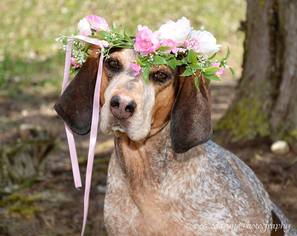 English Coonhound Dogs for adoption in Northville, MI, USA