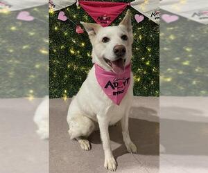 Labsky Dogs for adoption in Grasswood, Saskatchewan, Canada