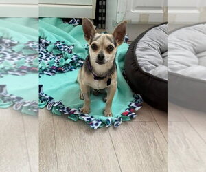 Chihuahua Dogs for adoption in Menifee, CA, USA