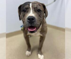Catahoula Leopard Dog Dogs for adoption in Aurora, CO, USA