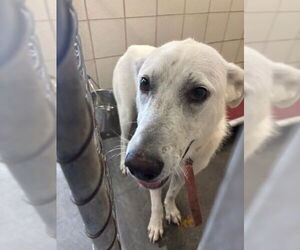 Huskies -Unknown Mix Dogs for adoption in Corpus Christi, TX, USA