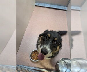 Australian Shepherd Dogs for adoption in Ogden, UT, USA