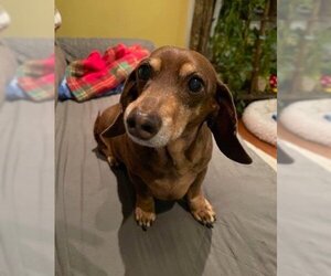 Dachshund Dogs for adoption in Shelbyville, TN, USA