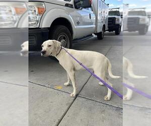 Boxer-Unknown Mix Dogs for adoption in Bakersfield, CA, USA