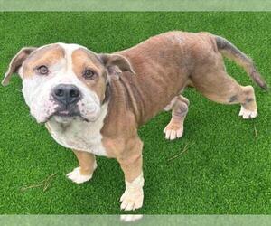 American Pit Bull Terrier Dogs for adoption in Salisbury, NC, USA