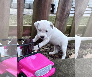 American Pit Bull Terrier-Unknown Mix Dogs for adoption in Hillsboro, MO, USA