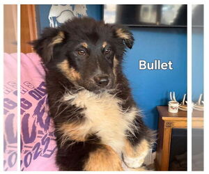 Collie-Unknown Mix Dogs for adoption in Montello, WI, USA