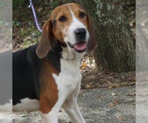 Treeing Walker Coonhound Dogs for adoption in Riverwoods, IL, USA