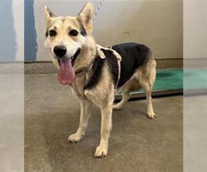 German Shepherd Dog Dogs for adoption in Camarillo, CA, USA