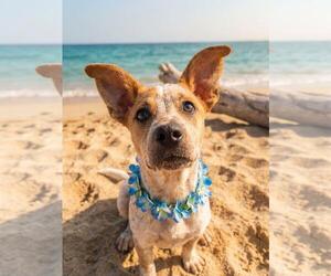 Mutt Dogs for adoption in Coldwater, MI, USA