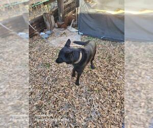 German Shepherd Dog-Unknown Mix Dogs for adoption in San Antonio, TX, USA