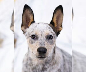 German Shepherd Dog-Unknown Mix Dogs for adoption in Davis, CA, USA