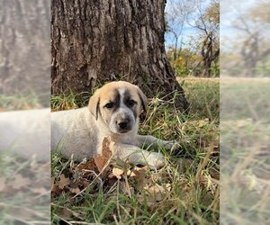 Great Pyrenees-Unknown Mix Dogs for adoption in Winter Park, CO, USA