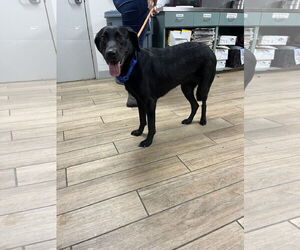Labrador Retriever-Unknown Mix Dogs for adoption in Rowlett, TX, USA