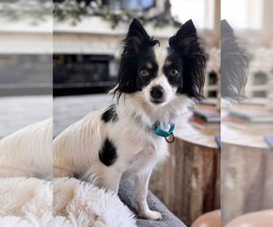 Papillon-Unknown Mix Dogs for adoption in Fort Wayne, IN, USA