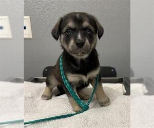 German Shepherd Dog-Unknown Mix Dogs for adoption in Las Vegas, NV, USA