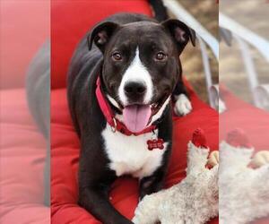 Mutt Dogs for adoption in Woodland, CA, USA