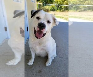 Border Collie-Great Pyrenees Mix Dogs for adoption in Austin, TX, USA