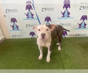 American Pit Bull Terrier Dogs for adoption in Orlando, FL, USA