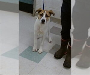 Medium Photo #1 Anatolian Shepherd Puppy For Sale in Oklahoma City, OK, USA